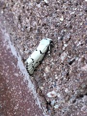 Grotella binda