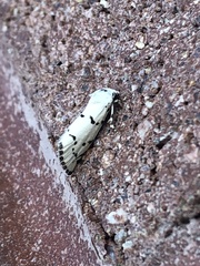 Grotella binda