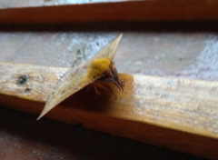 Catacantha ferruginea