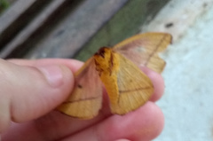 Catacantha ferruginea