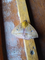 Catacantha ferruginea