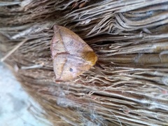 Catacantha ferruginea