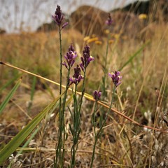 Comesperma polygaloides