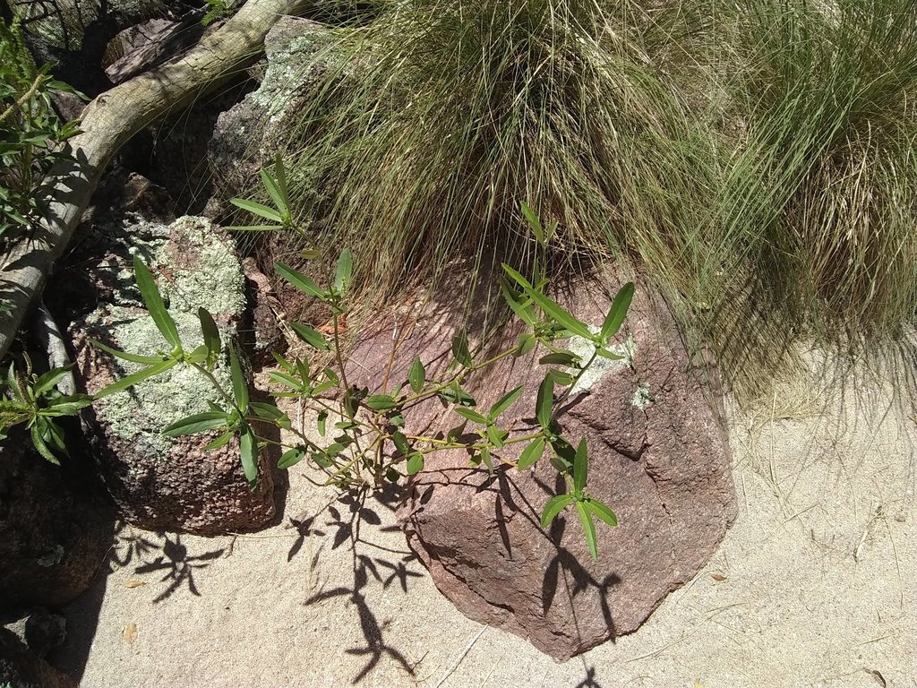 Bernardia multicaulis