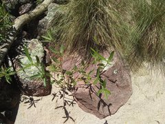 Bernardia multicaulis