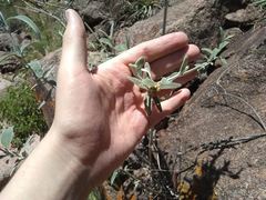 Buddleja cordobensis