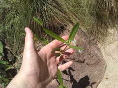 Bernardia multicaulis