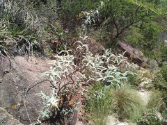 Buddleja cordobensis