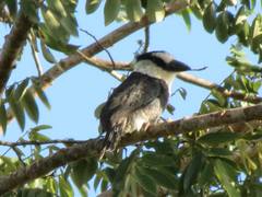 Notharchus hyperrhynchus