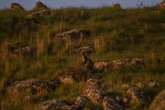 Osphranter robustus robustus