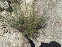 Vernonanthura nudiflora