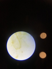 Ulothrix