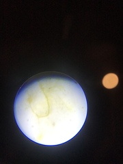 Ulothrix