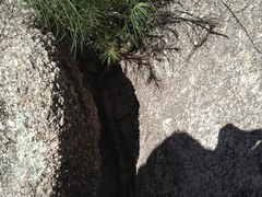 Vernonanthura nudiflora