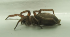 Gnaphosidae