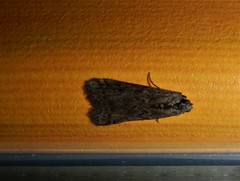 Ephestia elutella
