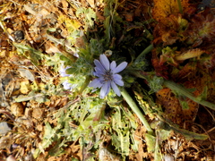 Cichorium pumilum