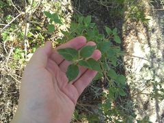 Minthostachys verticillata