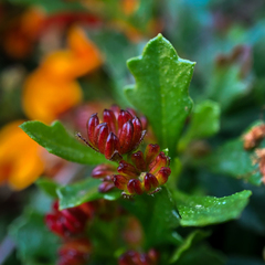 Dodonaea procumbens