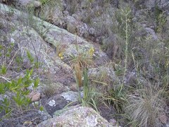 Sisyrinchium palmifolium