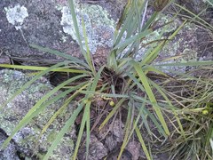 Sisyrinchium palmifolium