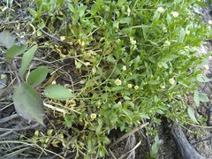 Cerastium argentinum