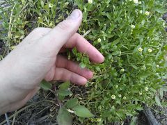 Cerastium argentinum