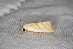 Earias paralella
