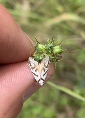 Oxythecta acceptella