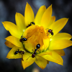 Xerochrysum viscosum