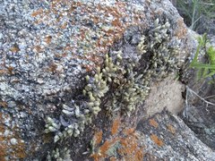 Tillandsia minutiflora