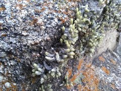 Tillandsia minutiflora