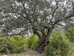 Quercus brandegeei