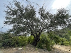 Quercus brandegeei