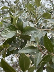 Quercus brandegeei