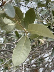 Quercus brandegeei