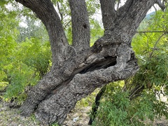 Quercus brandegeei