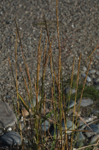 Elymus mutabilis observed 2021-08-10