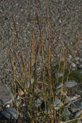 Elymus mutabilis