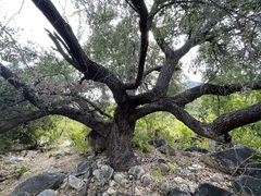 Quercus brandegeei