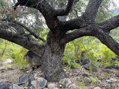 Quercus brandegeei