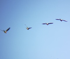 Cyanoliseus patagonus