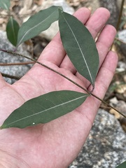 Cryptostegia grandiflora