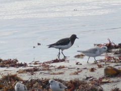 Arenaria melanocephala