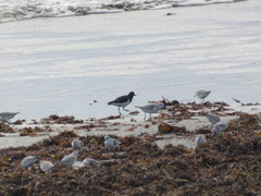 Arenaria melanocephala