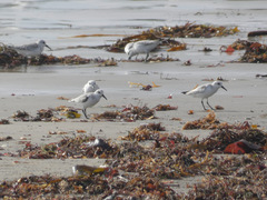 Calidris alba
