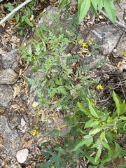 Coreocarpus parthenioides