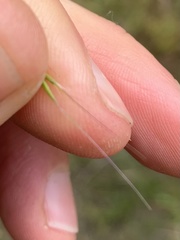 Pentapogon quadrifidus