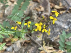 Coreocarpus parthenioides