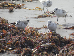 Calidris alba